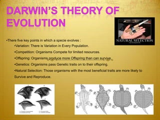 Charles darwin english | PPTX