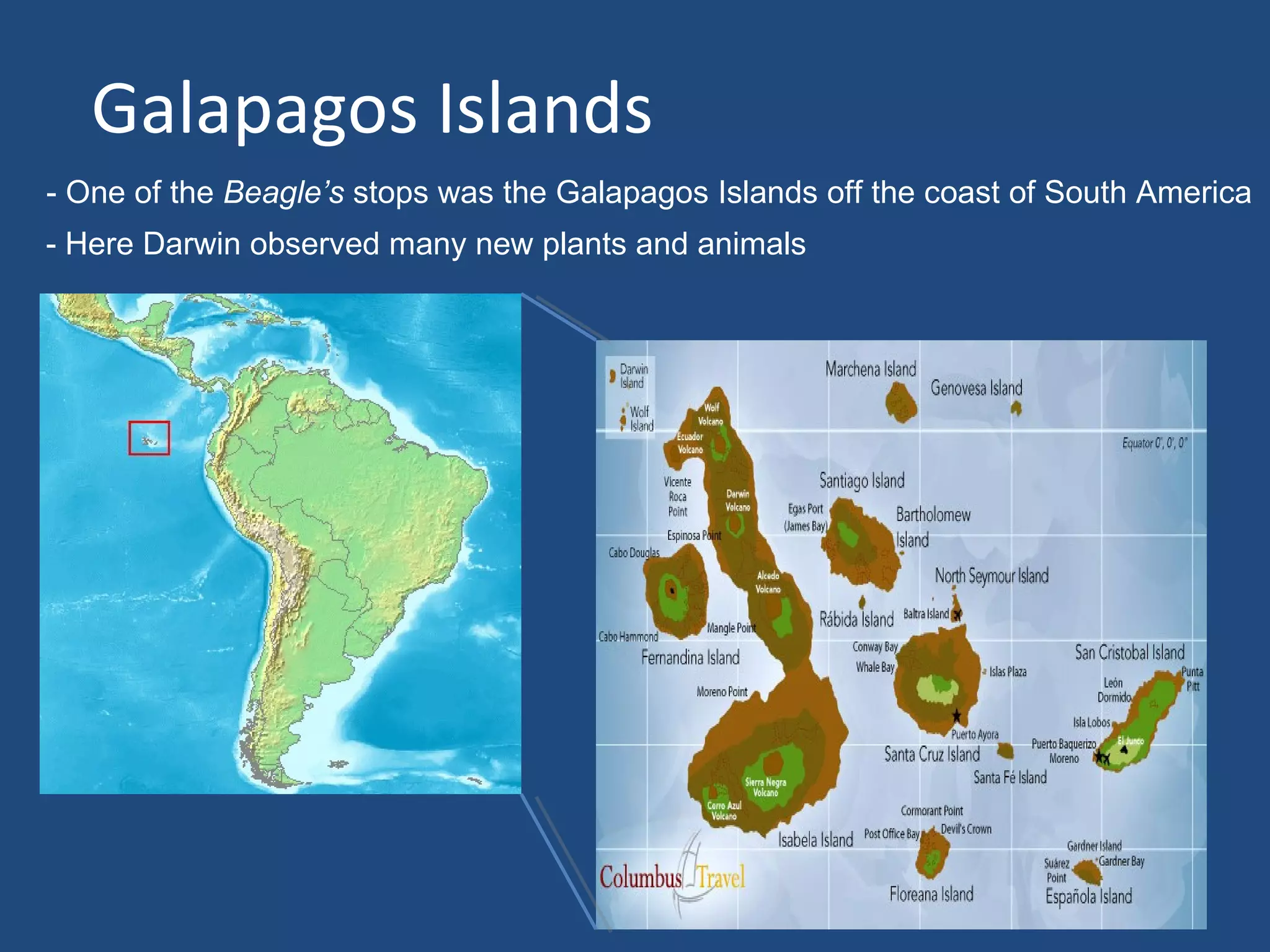 Galapagos Islands
- One of the Beagle’s stops was the Galapagos Islands off the coast of South America
- Here Darwin observed many new plants and animals
 