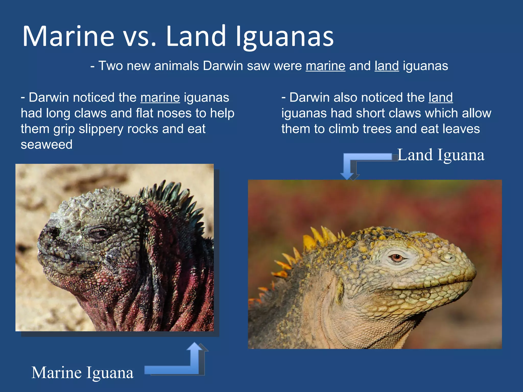 Marine vs. Land Iguanas
            - Two new animals Darwin saw were marine and land iguanas

- Darwin noticed the marine iguanas       - Darwin also noticed the land
had long claws and flat noses to help     iguanas had short claws which allow
them grip slippery rocks and eat          them to climb trees and eat leaves
seaweed
                                                             Land Iguana




 Marine Iguana
 