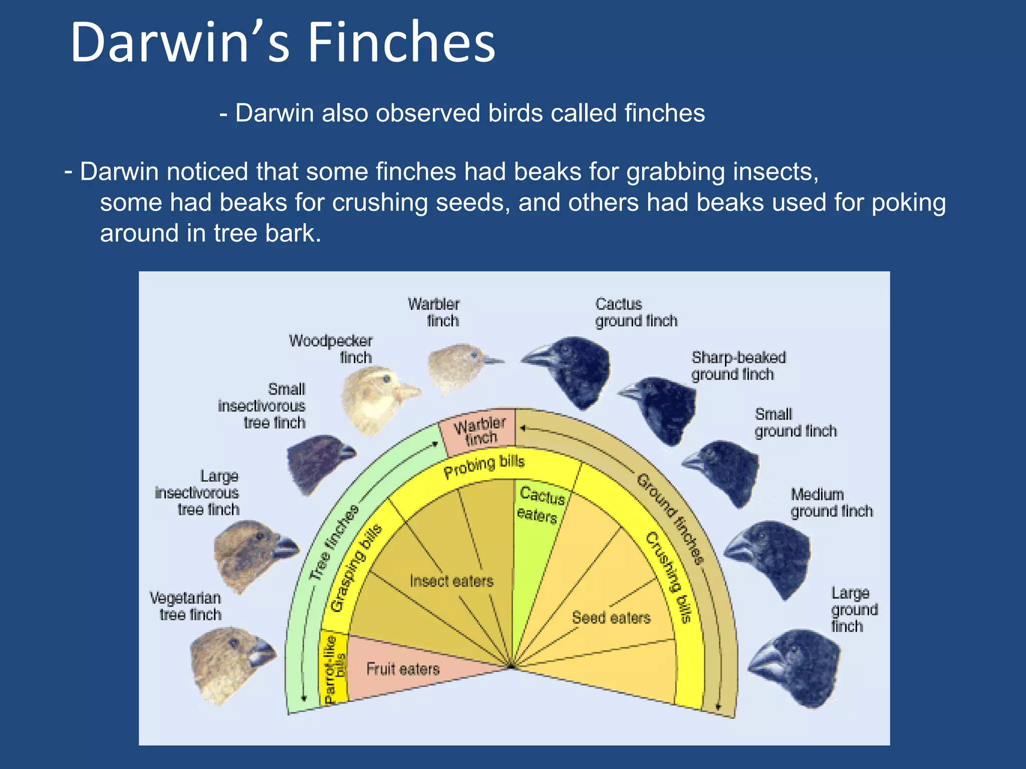 Darwin’s Finches
             - Darwin also observed birds called finches

- Darwin noticed that some finches had beaks for grabbing insects,
   some had beaks for crushing seeds, and others had beaks used for poking
   around in tree bark.
 