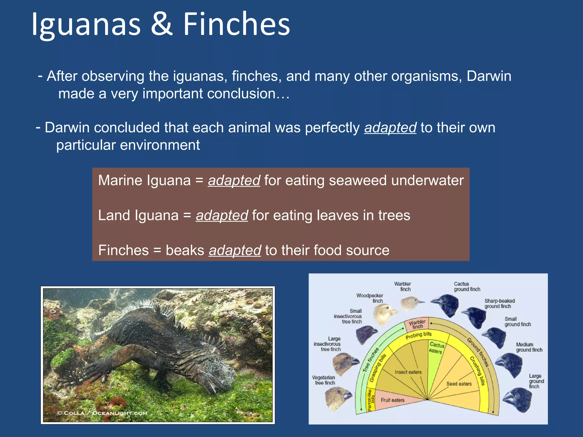 Iguanas & Finches
- After observing the iguanas, finches, and many other organisms, Darwin
   made a very important conclusion…

- Darwin concluded that each animal was perfectly adapted to their own
   particular environment

         Marine Iguana = adapted for eating seaweed underwater

         Land Iguana = adapted for eating leaves in trees

         Finches = beaks adapted to their food source
 