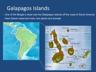 Galapagos Islands
- One of the Beagle’s stops was the Galapagos Islands off the coast of South America
- Here Darwin observed many new plants and animals
 