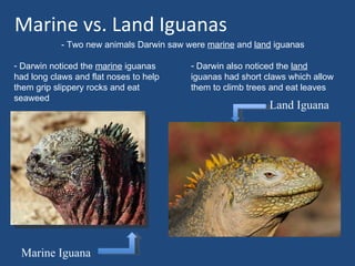 Marine vs. Land Iguanas
            - Two new animals Darwin saw were marine and land iguanas

- Darwin noticed the marine iguanas       - Darwin also noticed the land
had long claws and flat noses to help     iguanas had short claws which allow
them grip slippery rocks and eat          them to climb trees and eat leaves
seaweed
                                                             Land Iguana




 Marine Iguana
 