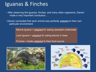 Iguanas & Finches
- After observing the iguanas, finches, and many other organisms, Darwin
   made a very important conclusion…

- Darwin concluded that each animal was perfectly adapted to their own
   particular environment

         Marine Iguana = adapted for eating seaweed underwater

         Land Iguana = adapted for eating leaves in trees

         Finches = beaks adapted to their food source
 