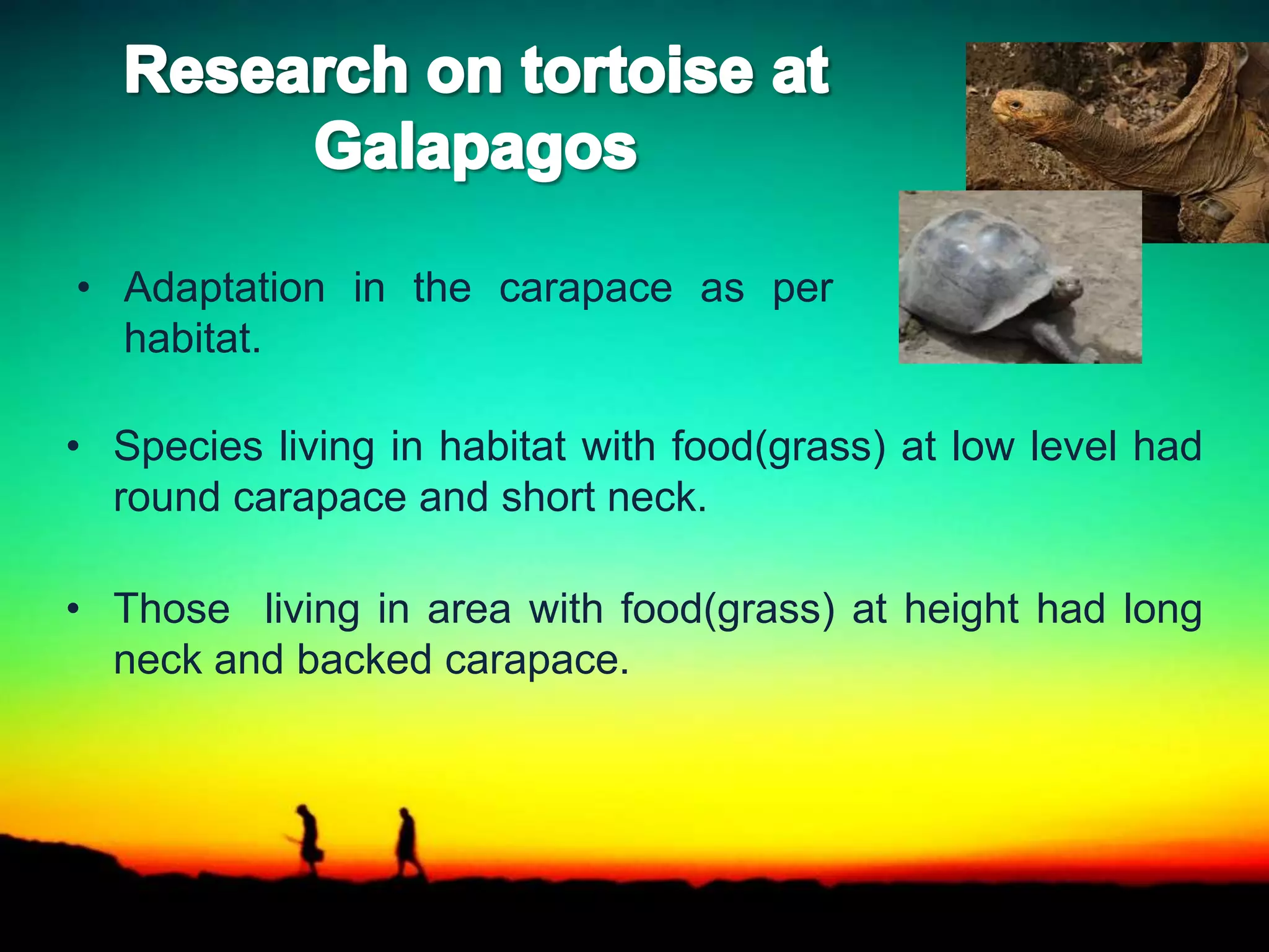 • Adaptation in the carapace as per
habitat.
• Species living in habitat with food(grass) at low level had
round carapace and short neck.
• Those living in area with food(grass) at height had long
neck and backed carapace.
 