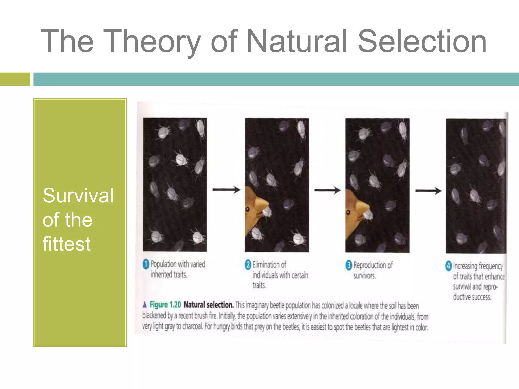 The Theory of Natural Selection
Survival
of the
fittest
 