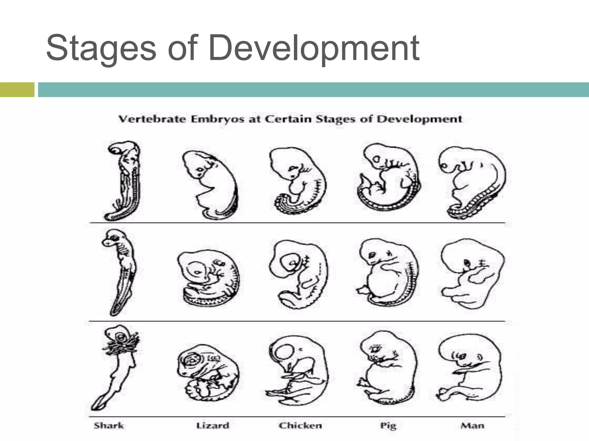 Stages of Development
 