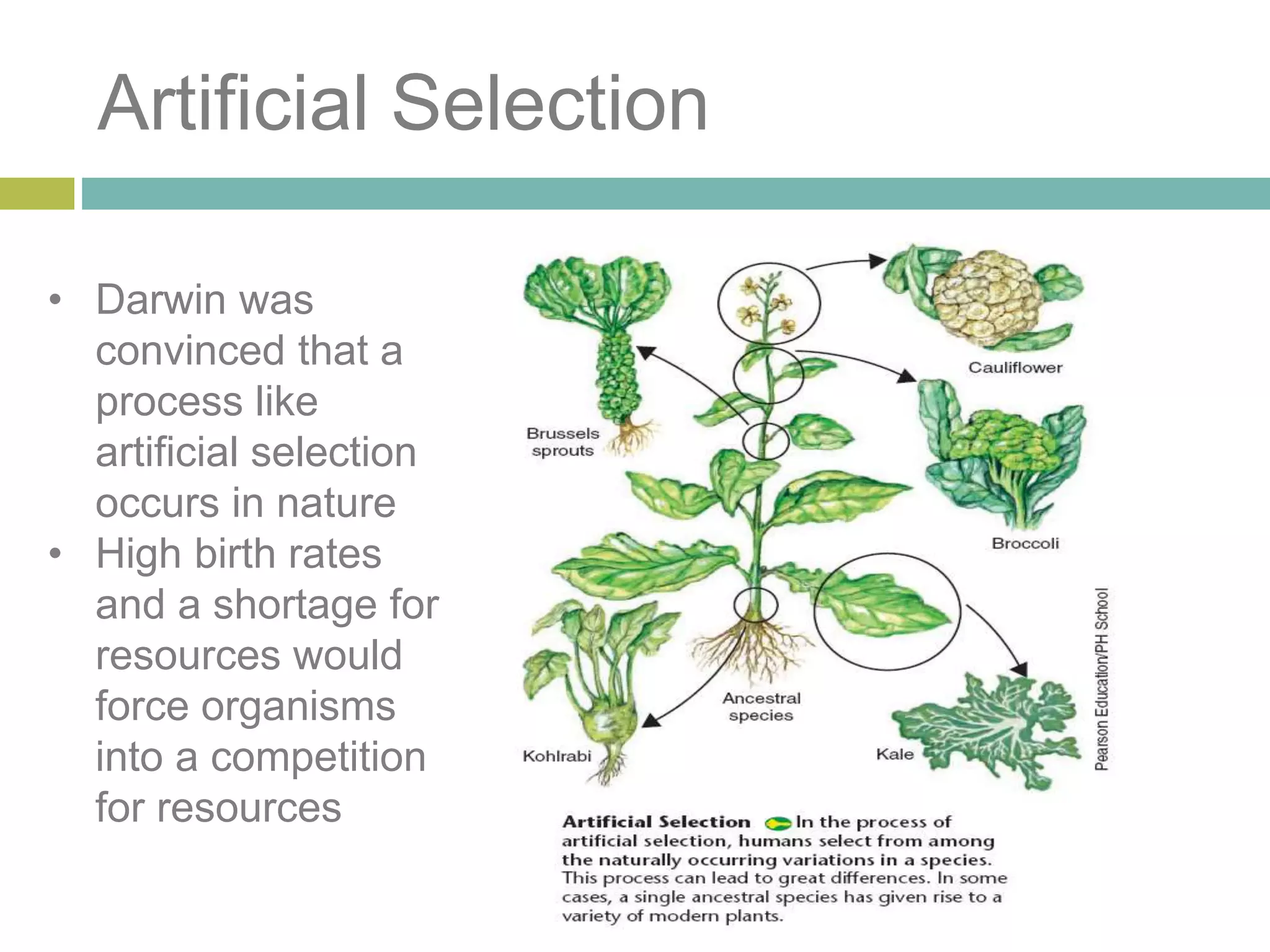 Artificial Selection
• Darwin was
convinced that a
process like
artificial selection
occurs in nature
• High birth rates
and a shortage for
resources would
force organisms
into a competition
for resources
 
