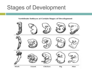 Theory Of Evolution of Natural Selection by DARWIN | PPTX