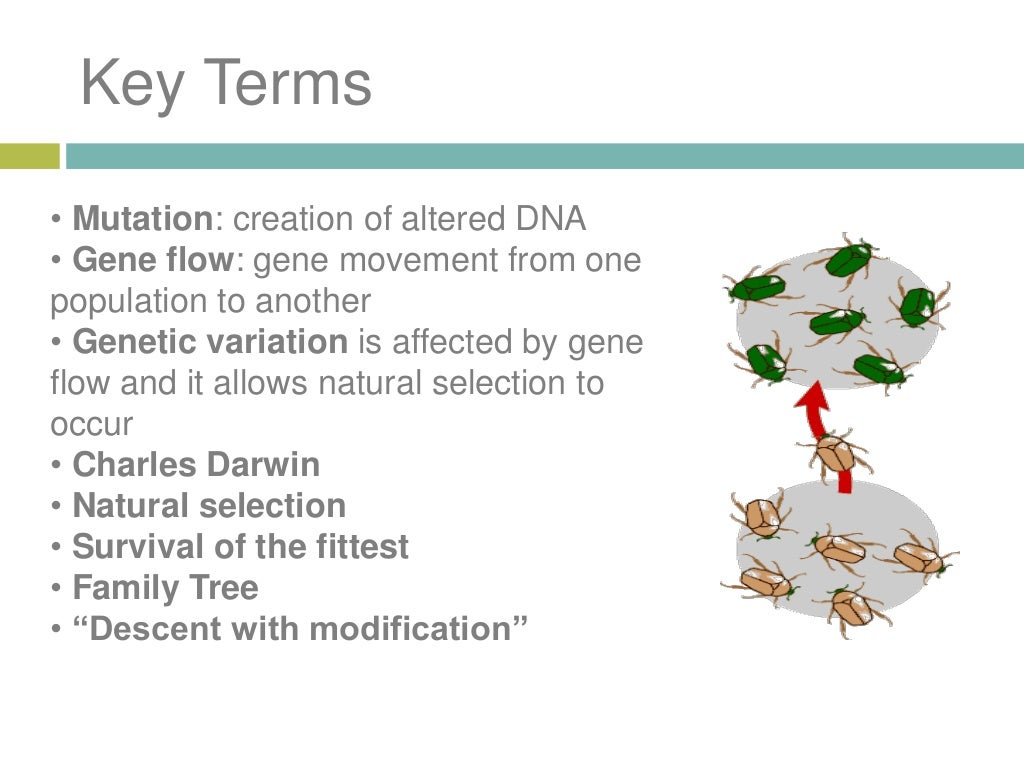 explain the theory of natural selection by charles darwin