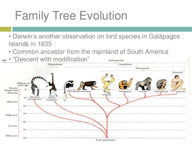 What Does Natural Selection Mean To Darwin What Does Natural Selection Mean To Darwin