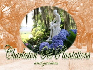 Charleston old plantations and gardens