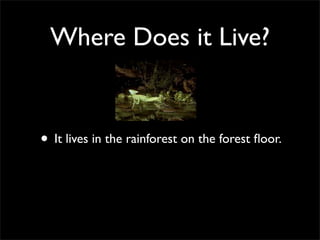 Where Does it Live?
• It lives in the rainforest on the forest floor.