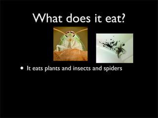 What does it eat?
• It eats plants and insects and spiders
