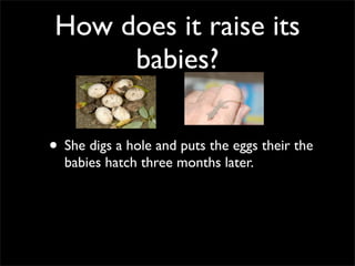 How does it raise its
babies?
• She digs a hole and puts the eggs their the
babies hatch three months later.