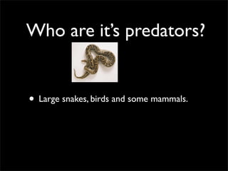Who are it’s predators?
• Large snakes, birds and some mammals.