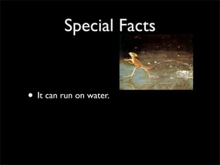 Special Facts
• It can run on water.