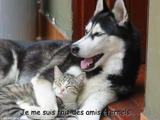 Je me suis fait des amis éternels 