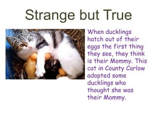 Strange but True
• When ducklings
hatch out of their
eggs the first thing
they see, they think
is their Mommy. This
cat in County Carlow
adopted some
ducklings who
thought she was
their Mommy.
 