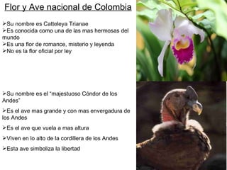 Su nombre es el “majestuoso Cóndor de los Andes” Es el ave mas grande y con mas envergadura de los Andes Es el ave que vuela a mas altura Viven en lo alto de la cordillera de los Andes Esta ave simboliza la libertad Su nombre es Catteleya Trianae Es conocida como una de las mas hermosas del mundo Es una flor de romance, misterio y leyenda No es la flor oficial por ley Flor y Ave nacional de Colombia 