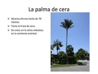 La palma de cera Alcanza alturas hasta de 70 metros.  Tiene la fruta de cera. Se crece en la selva nebulosa en la vertiente oriental. 