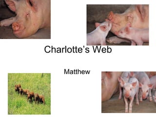 Charlotte’s Web Matthew  