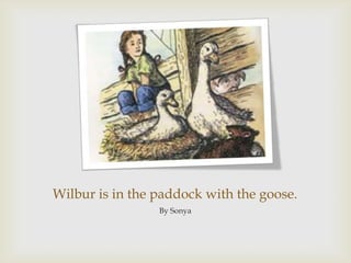 Wilbur is in the paddock with the goose.By Sonya