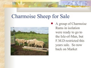Charmoise Sheep for Sale ,[object Object]