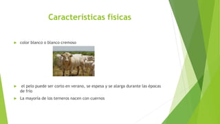 Características físicas
 color blanco o blanco cremoso
 el pelo puede ser corto en verano, se espesa y se alarga durante las épocas
de frío
 La mayoría de los terneros nacen con cuernos
 