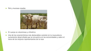  Piel y mucosas rosadas
 El cuerpo es voluminoso y cilíndrico
 Una de las características más destacables consiste en la musculatura
sumamente desarrollada que se encuentra en las extremidades y sobre el
lomo de los mejores representantes de la raza
 