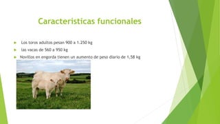 Características funcionales
 Los toros adultos pesan 900 a 1.250 kg
 las vacas de 560 a 950 kg
 Novillos en engorda tienen un aumento de peso diario de 1,58 kg
 