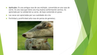  Aptitudes: Es una antigua raza de uso múltiple, convertida en una raza de
carne. Es una raza que tiene una muy buena conformación cárnica. Es
apreciada por la calidad de su carne, de bajo contenido en grasa.
 Las vacas son apreciadas por sus cualidades de cría:
 Fertilidad y prolificidad (alta tasa de partos de gemelos).
 