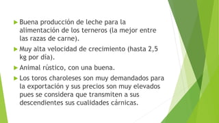  Buena producción de leche para la
alimentación de los terneros (la mejor entre
las razas de carne).
 Muy alta velocidad de crecimiento (hasta 2,5
kg por día).
 Animal rústico, con una buena.
 Los toros charoleses son muy demandados para
la exportación y sus precios son muy elevados
pues se considera que transmiten a sus
descendientes sus cualidades cárnicas.
 