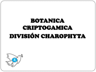 BOTANICA
    CRIPTOGAMICA
DIVISIÓN CHAROPHYTA


K
 