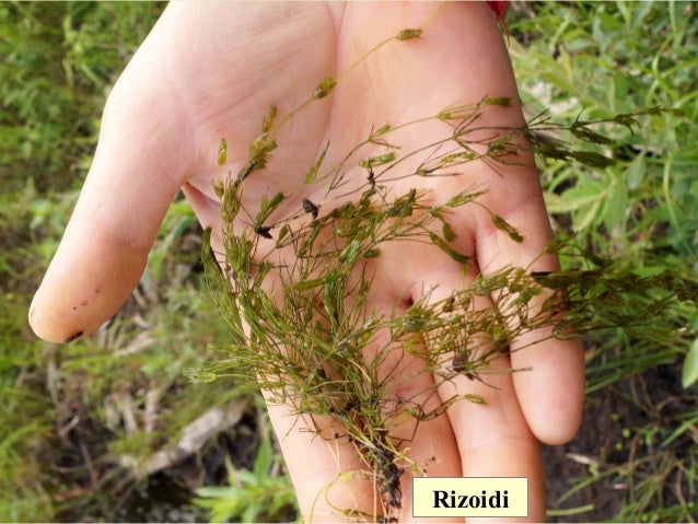 Charophyta
