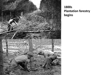 1800s
Plantation forestry
begins
 