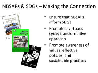 NBSAPs & SDGs – Making the Connection
                • Ensure that NBSAPs
                  inform SDGs
                • Promote a virtuous
                  cycle; transformative
                  approach
                • Promote awareness of
                  values, effective
                  policies, and
                  sustainable practices
 