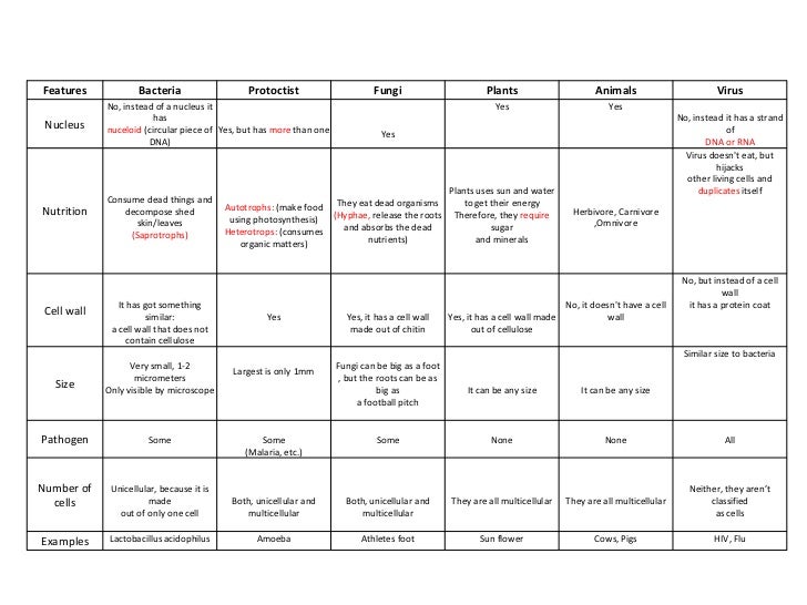 chart on variety of life plants and fungi chart