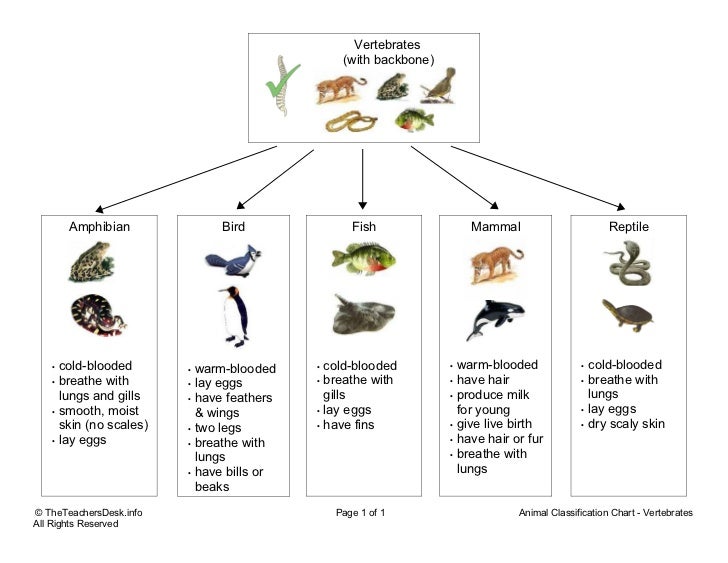 Bird Classification Chart