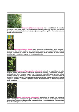 Manjerona (Origanum majorana): traz a sensibilidade de perceber
os outros à sua volta; ajuda a tornar-se solidário ao sofrimento do próximo; cria espírito
de equipe; incentiva o trabalho em equipe; ajuda a respeitar a opinião dos outros e a viver
em paz em comunidade.
Maracujá (Passiflora edulis): gera motivação, criatividade e ação; dá vida e
entusiasmo às coisas; ajuda a ser entusiasta, assumir responsabilidades, enfrentar
desafios, acreditar no futuro, ter esperança no amanhã, fazer projetos de vida, sonhar,
acreditar que é possível e superar os obstáculos da vida.
Marapuama (Ptychopetalum olacoides): estimula a capacidade de saber
esperar, aceitar, ter paciência, tolerância, aprender a valorizar e contemplar. Acalma a
ansiedade em dar o passo a seguir, traz a harmonia necessária para aprender a fazer
paradas durante os percursos da vida, para compreender as coisas e o universo antes de
seguir em frente. Traz para a pessoa o entendimento de que, muitas vezes parar, esperar
um pouco, meditar, é a melhor ação a ser tomada. Ajuda a eliminar as atitudes impetuosas
e mal pensadas.
Macela (Achyrocline satureioides): estimula a fertilidade nas mulheres;
ativa a coragem e a segurança; gera confiança para se impor em qualquer situação;
elimina maus hábitos; cria esperança; ativa a iniciativa, a vontade de fazer e a capacidade
de perdoar e limpar-se do ódio.
 