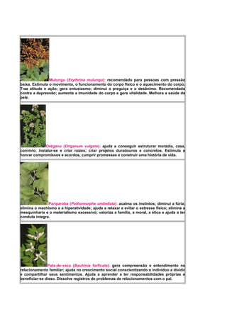 Mulungu (Erythrina mulungu): recomendado para pessoas com pressão
baixa. Estimula o movimento, o funcionamento do corpo físico e o aquecimento do corpo.
Traz atitude e ação; gera entusiasmo; diminui a preguiça e o desânimo. Recomendado
contra a depressão; aumenta a imunidade do corpo e gera vitalidade. Melhora a saúde da
pele.
Orégano (Origanum vulgare): ajuda a conseguir estruturar moradia, casa,
convívio, instalar-se e criar raízes; criar projetos duradouros e concretos. Estimula a
honrar compromissos e acordos, cumprir promessas e construir uma história de vida.
Pariparoba (Pothomorphe umbellata): acalma os instintos; diminui a fúria;
elimina o machismo e a hiperatividade; ajuda a relaxar e evitar o estresse físico; elimina a
mesquinharia e o materialismo excessivo; valoriza a família, a moral, a ética e ajuda a ter
conduta íntegra.
Pata-de-vaca (Bauhinia forficata): gera compreensão e entendimento no
relacionamento familiar; ajuda no crescimento social conscientizando o indivíduo a dividir
e compartilhar seus sentimentos. Ajuda a aprender a ter responsabilidades próprias e
beneficiar-se disso. Dissolve registros de problemas de relacionamentos com o pai.
 