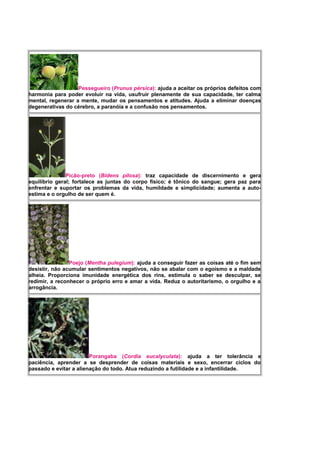 Pessegueiro (Prunus pérsica): ajuda a aceitar os próprios defeitos com
harmonia para poder evoluir na vida, usufruir plenamente de sua capacidade, ter calma
mental, regenerar a mente, mudar os pensamentos e atitudes. Ajuda a eliminar doenças
degenerativas do cérebro, a paranóia e a confusão nos pensamentos.
Picão-preto (Bidens pilosa): traz capacidade de discernimento e gera
equilíbrio geral; fortalece as juntas do corpo físico; é tônico do sangue; gera paz para
enfrentar e suportar os problemas da vida, humildade e simplicidade; aumenta a auto-
estima e o orgulho de ser quem é.
Poejo (Mentha pulegium): ajuda a conseguir fazer as coisas até o fim sem
desistir, não acumular sentimentos negativos, não se abalar com o egoísmo e a maldade
alheia. Proporciona imunidade energética dos rins, estimula o saber se desculpar, se
redimir, a reconhecer o próprio erro e amar a vida. Reduz o autoritarismo, o orgulho e a
arrogância.
Porangaba (Cordia eucalyculata): ajuda a ter tolerância e
paciência, aprender a se desprender de coisas materiais e sexo, encerrar ciclos do
passado e evitar a alienação do todo. Atua reduzindo a futilidade e a infantilidade.
 