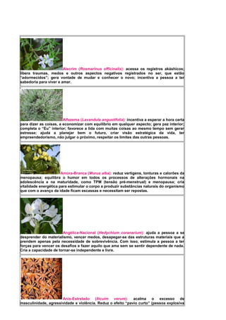 Alecrim (Rosmarinus officinalis): acessa os registros akáshicos;
libera traumas, medos e outros aspectos negativos registrados no ser, que estão
“adormecidos”; gera vontade de mudar e conhecer o novo; incentiva a pessoa a ter
sabedoria para viver e amar.
Alfazema (Lavandula angustifolia): incentiva a esperar a hora certa
para dizer as coisas, a economizar com equilíbrio em qualquer aspecto; gera paz interior;
completa o “Eu” interior; favorece a lida com muitas coisas ao mesmo tempo sem gerar
estresse; ajuda a planejar bem o futuro, criar visão estratégica da vida, ter
empreendedorismo, não julgar o próximo, respeitar os limites das outras pessoas.
Amora-Branca (Morus alba): reduz vertigens, tonturas e calorões da
menopausa; equilibra o humor em todos os processos de alterações hormonais na
adolescência e na maturidade, como TPM (tensão pré-menstrual) e menopausa; cria
vitalidade energética para estimular o corpo a produzir substâncias naturais do organismo
que com o avanço da idade ficam escassas e necessitam ser repostas.
Angélica-Nacional (Hedychium coranarium): ajuda a pessoa a se
desprender do materialismo, vencer medos, desapegar-se das estruturas materiais que a
prendem apenas pela necessidade de sobrevivência. Com isso, estimula a pessoa a ter
forças para vencer os desafios e fazer aquilo que ama sem se sentir dependente de nada.
Cria a capacidade de tornar-se independente e livre.
Anis-Estrelado (Ilicuim verum): acalma o excesso de
masculinidade, agressividade e violência. Reduz o efeito “pavio curto” (pessoa explosiva
 