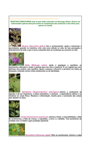 _____________________________________________________
VEGETAIS CONDUTORES (são os que estão colocados na lista logo abaixo. Devem ser
selecionados apenas dois para entrar na composição das essências e dos óleos para
passar no corpo)
Alcaçuz (Glycyrrhiza glabra): fixa o conhecimento; ajuda a memorizar o
aprendizado, guardar na memória, criar uma nova atitude na vida, ter boa percepção e
entendimento de tudo o que é novo e assimilar bem as mudanças qu ocorrem na vida.
Alfafa (Medicago sativa): ajuda a apaziguar e equilibrar os
sentimentos alterados e trazer a pessoa para seu eixo e essência. É um vegetal que nem
estimula nem acalma, mas equilibra. Ajuda a pessoa a discernir e ponderar em todas as
situações. Indicado contra crises existenciais ou de identidade.
Barbatimão (Stryphnodendron adstringens): elimina o sentimento de
rejeição e de ser inoportuno, a baixa autoestima, a carência, a dependência afetiva e os
miasmas no corpo físico. Reeduca a alimentação. Auxilia para a conclusão das coisas
sem desistir no meio.
Canela (Cinnamomum zylamicum): elimina a frieza, a insensibilidade, a falta
de sentimentos, a falta de crença, a ingratidão, a birra e a rebeldia. Traz sentimento de
unidade com o Criador e gera proteção espiritual.
Douradinha (Policourea rígida): filtra os sentimentos; elimina a culpa
 