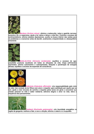 Bardana (Arctium minus): elimina a melancolia; reduz a gastrite nervosa;
aumenta a fé e a esperança; ajuda a ter calma e deixar a vida fluir. Controla o excesso de
sentimentalismo; elimina estados depressivos; auxilia na busca interior das saídas para
os problemas e a raciocinar antes de decidir, acalmando a impulsividade e o desequilíbrio
emocional.
Boldo-do-Chile (Vernonia condensata): equilibra o excesso de ego;
possibilita posturas saudáveis em todas as situações da vida; limpa sofrimentos
reprimidos; elimina automartírio e autorepressão; bloqueia a penetração de energias
densas; equilibra o excesso de expansão de consciência.
Calêndula (Calendula officinalis): cria responsabilidade pelo ciclo
da vida; traz vontade de ter filhos com amor e respeito; gera satisfação por aquilo que se
tem; ajuda a criar vínculos de carinho e respeito pelos seres em geral, a encontrar sua
missão pessoal na vida e saber realizá-la; adiciona alegria e amor na vida; eleva a
frequência dos pensamentos.
Cambará (Gochnatia polymorpha): cria imunidade energética na
região da garganta; melhora a fala, a voz e a dicção; elimina o catarro e a rouquidão.
 