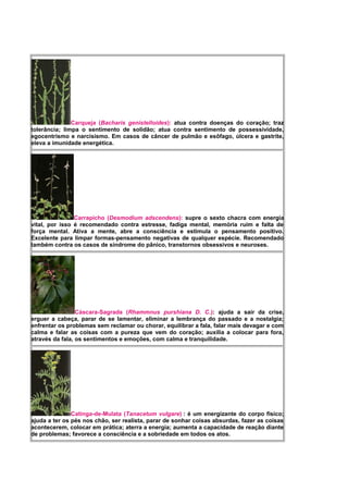 Carqueja (Bacharis genistelloides): atua contra doenças do coração; traz
tolerância; limpa o sentimento de solidão; atua contra sentimento de possessividade,
egocentrismo e narcisismo. Em casos de câncer de pulmão e esôfago, úlcera e gastrite,
eleva a imunidade energética.
Carrapicho (Desmodium adscendens): supre o sexto chacra com energia
vital, por isso é recomendado contra estresse, fadiga mental, memória ruim e falta de
força mental. Ativa a mente, abre a consciência e estimula o pensamento positivo.
Excelente para limpar formas-pensamento negativas de qualquer espécie. Recomendado
também contra os casos de síndrome do pânico, transtornos obsessivos e neuroses.
Cáscara-Sagrada (Rhammnus purshiana D. C.): ajuda a sair da crise,
erguer a cabeça, parar de se lamentar, eliminar a lembrança do passado e a nostalgia;
enfrentar os problemas sem reclamar ou chorar, equilibrar a fala, falar mais devagar e com
calma e falar as coisas com a pureza que vem do coração; auxilia a colocar para fora,
através da fala, os sentimentos e emoções, com calma e tranquilidade.
Catinga-de-Mulata (Tanacetum vulgare) : é um energizante do corpo físico;
ajuda a ter os pés nos chão, ser realista, parar de sonhar coisas absurdas, fazer as coisas
acontecerem, colocar em prática; aterra a energia; aumenta a capacidade de reação diante
de problemas; favorece a consciência e a sobriedade em todos os atos.
 