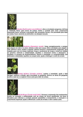 Catuaba (Erythroxylon vacciniifolium): ativa a circulação sanguínea; dá força
e vitalidade física; gera senso de justiça, ânimo e vontade para viver; proporciona
disposição física; aumenta a percepção das sensações físicas; cria prioridade para fazer
as coisas, focar; aumenta os estímulos e os desejos sexuais.
Cavalinha (Equisetum iemale): limpa energeticamente o sangue;
gera doçura na vida e no amor; elimina o ódio sem causa; aflora novidades para alegrar a
vida; elimina a raiva; acalma o espírito; elimina remorso e ressentimento exagerado; gera
respeito para com as coisas materiais; limpa o sentimento de inveja e ciúme em relação
ao próximo; estimula a solidariedade; equilibra o emocional contra o desespero, a
saudade e o excesso de sentimentalismo; elimina a ansiedade e a compulsividade, que
estimulam a obesidade; equilibra os corpos sutis; ajuda a distinguir o certo do errado.
Centela Asiática (Centella asiatica): acalma a ansiedade; ajuda a falar
devagar; melhora a dicção; gera imunidade na garganta; diminui as dores de garganta;
auxilia a calar-se e a esperar a hora certa para dizer as coisas.
Chá-de-Bugre (Cordia ecalyculata): favorece a expressão dos sentimentos;
auxilia na comoção e solidariedade com as coisas de forma equilibrada; dá força e
disciplina para reformar a conduta pessoal; possibilita o renascimento, a evolução e o
crescimento espiritual; ajuda a diferenciar o certo do errado e a dar o passo certo.
 