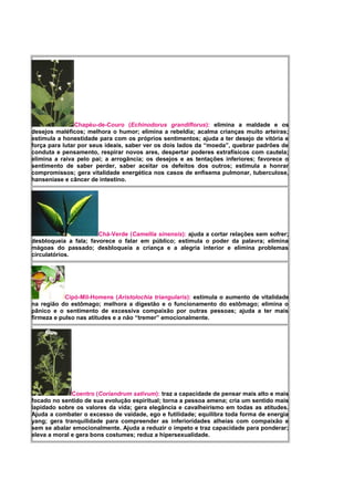 Chapéu-de-Couro (Echinodorus grandiflorus): elimina a maldade e os
desejos maléficos; melhora o humor; elimina a rebeldia; acalma crianças muito arteiras;
estimula a honestidade para com os próprios sentimentos; ajuda a ter desejo de vitória e
força para lutar por seus ideais, saber ver os dois lados da “moeda”, quebrar padrões de
conduta e pensamento, respirar novos ares, despertar poderes extrafísicos com cautela;
elimina a raiva pelo pai; a arrogância; os desejos e as tentações inferiores; favorece o
sentimento de saber perder, saber aceitar os defeitos dos outros; estimula a honrar
compromissos; gera vitalidade energética nos casos de enfisema pulmonar, tuberculose,
hanseníase e câncer de intestino.
Chá-Verde (Camellia sinensis): ajuda a cortar relações sem sofrer;
desbloqueia a fala; favorece o falar em público; estimula o poder da palavra; elimina
mágoas do passado; desbloqueia a criança e a alegria interior e elimina problemas
circulatórios.
Cipó-Mil-Homens (Aristolochia triangularis): estimula o aumento de vitalidade
na região do estômago; melhora a digestão e o funcionamento do estômago; elimina o
pânico e o sentimento de excessiva compaixão por outras pessoas; ajuda a ter mais
firmeza e pulso nas atitudes e a não “tremer” emocionalmente.
Coentro (Coriandrum sativum): traz a capacidade de pensar mais alto e mais
focado no sentido de sua evolução espiritual; torna a pessoa amena; cria um sentido mais
lapidado sobre os valores da vida; gera elegância e cavalheirismo em todas as atitudes.
Ajuda a combater o excesso de vaidade, ego e futilidade; equilibra toda forma de energia
yang; gera tranquilidade para compreender as inferioridades alheias com compaixão e
sem se abalar emocionalmente. Ajuda a reduzir o ímpeto e traz capacidade para ponderar;
eleva a moral e gera bons costumes; reduz a hipersexualidade.
 