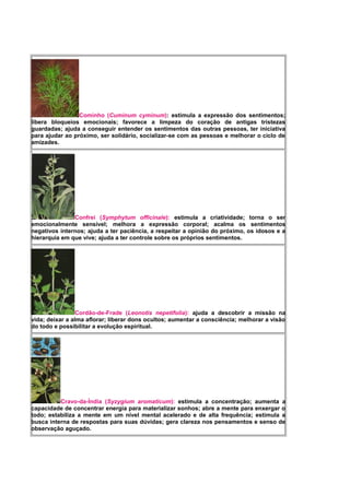 Cominho (Cuminum cyminum): estimula a expressão dos sentimentos;
libera bloqueios emocionais; favorece a limpeza do coração de antigas tristezas
guardadas; ajuda a conseguir entender os sentimentos das outras pessoas, ter iniciativa
para ajudar ao próximo, ser solidário, socializar-se com as pessoas e melhorar o ciclo de
amizades.
Confrei (Symphytum officinale): estimula a criatividade; torna o ser
emocionalmente sensível; melhora a expressão corporal; acalma os sentimentos
negativos internos; ajuda a ter paciência, a respeitar a opinião do próximo, os idosos e a
hierarquia em que vive; ajuda a ter controle sobre os próprios sentimentos.
Cordão-de-Frade (Leonotis nepetifolia): ajuda a descobrir a missão na
vida; deixar a alma aflorar; liberar dons ocultos; aumentar a consciência; melhorar a visão
do todo e possibilitar a evolução espiritual.
Cravo-da-Índia (Syzygium aromaticum): estimula a concentração; aumenta a
capacidade de concentrar energia para materializar sonhos; abre a mente para enxergar o
todo; estabiliza a mente em um nível mental acelerado e de alta frequência; estimula a
busca interna de respostas para suas dúvidas; gera clareza nos pensamentos e senso de
observação aguçado.
 