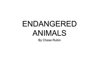 ENDANGERED
ANIMALS
By Chase Rubin
 